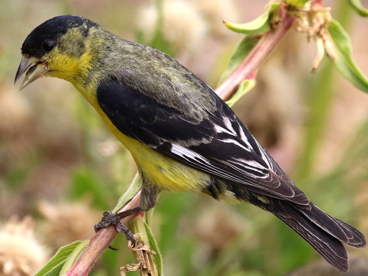 Male Lesser goldfinch at Desert Botanical Garden , Phoenix USA
