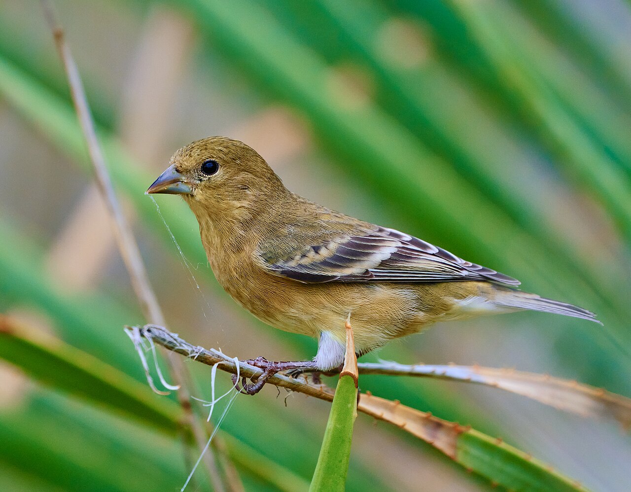 Mexikozeisig (Spinus psaltria), bei Tanque Verde, Arizona, in den Vereinigten Staaten