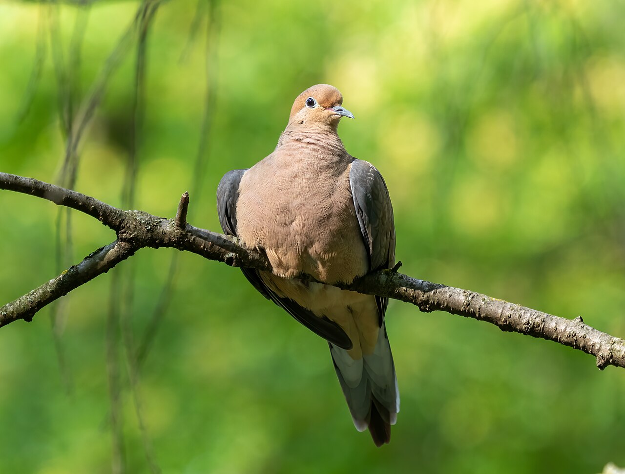 Mourning dove perched on a branch in Prospect Park, Brooklyn, USA
