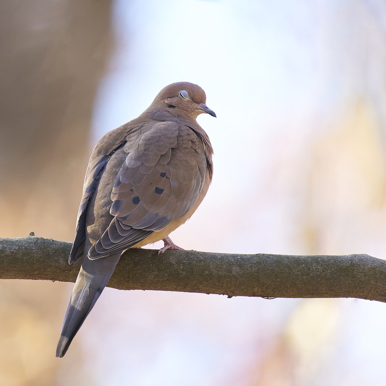 Mourning Dove. Hockanum River Linear Trail, East Hartford, CT USA