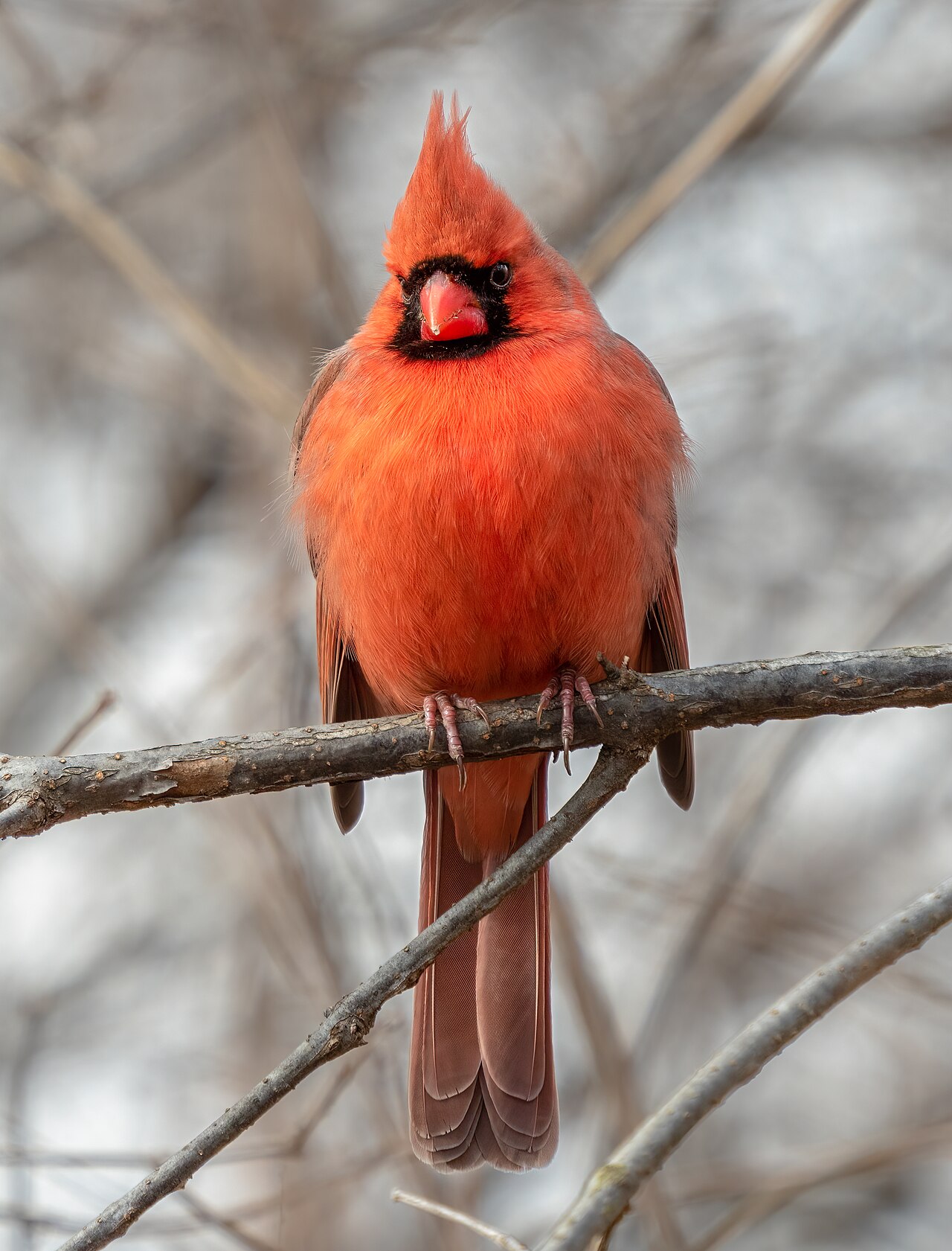 Male northern cardinal ( Cardinalis cardinalis ) in New York City 's Central Park . The northern cardinal is the state bird of seven U.S. states.