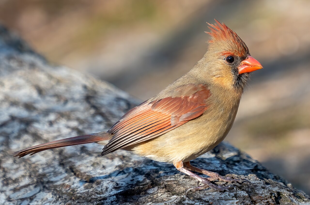 Female northern cardinal ( Cardinalis cardinalis ) on a log in Central Park