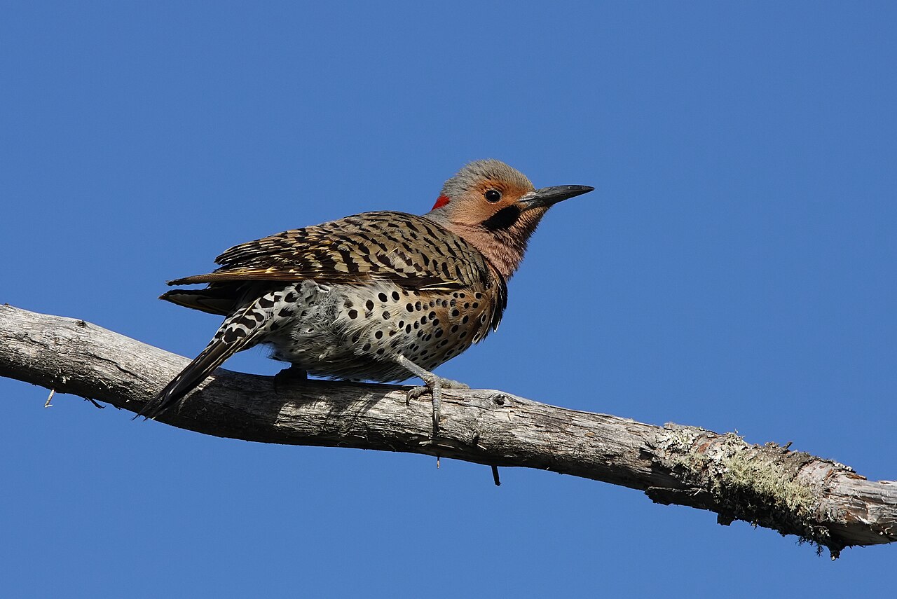 Northern Flicker , Réserve naturelle des Marais-du-Nord , Quebec, Canada.