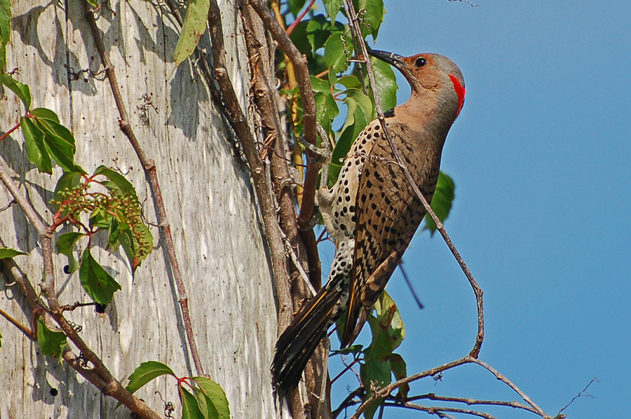 Yellow-shafted sub species of Northern Flicker (Colaptes auratus) dt. Goldspecht