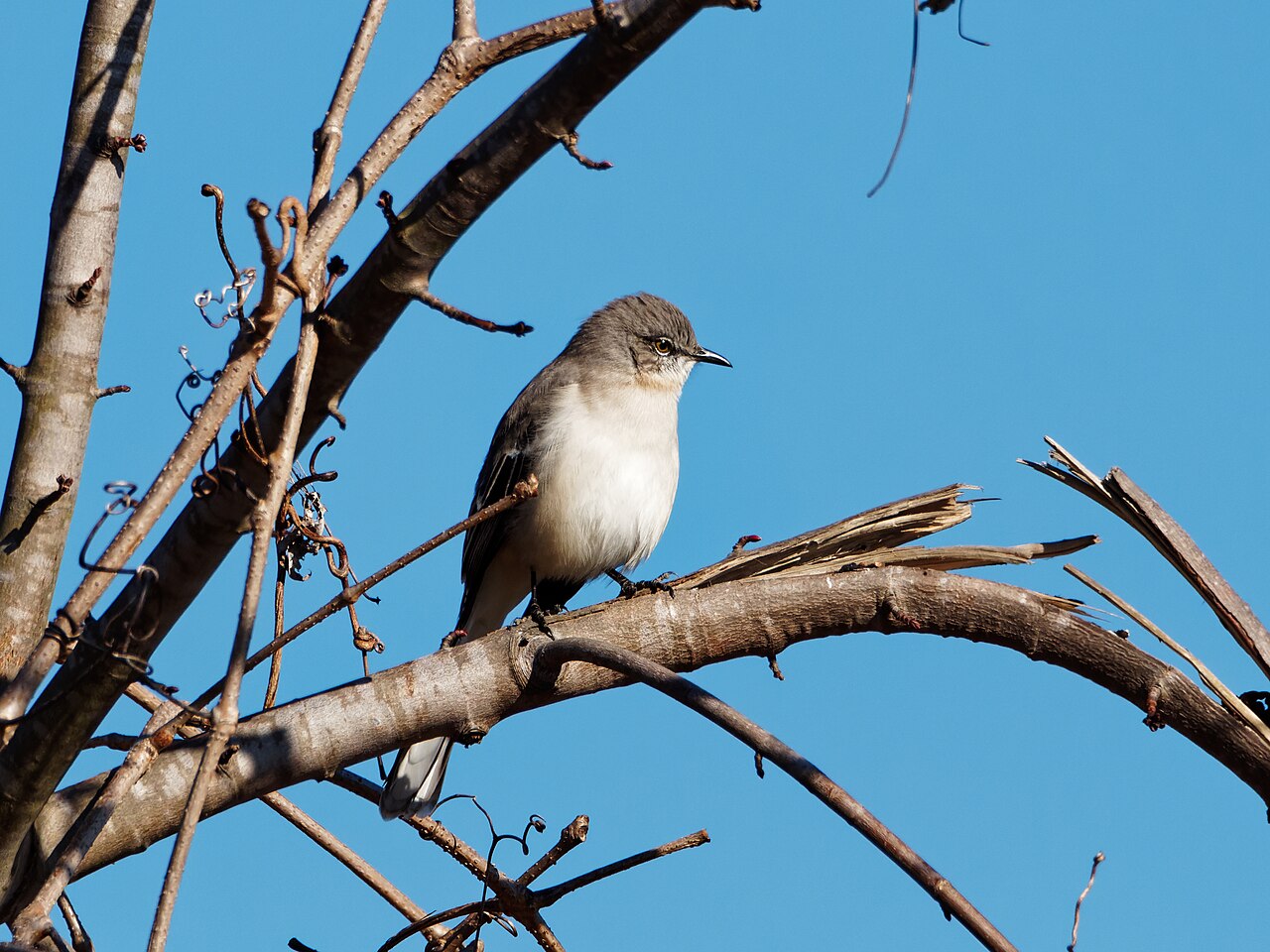 A northern mockingbird (Mimus polyglottos) in Concord Park, Knoxville, Tennessee, USA.
