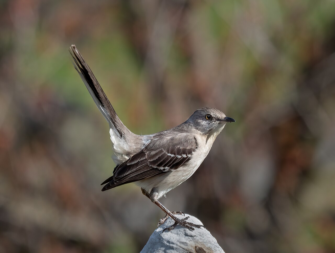 Northern mockingbird ( Mimus polyglottos ) giving a "tail-up" display in Green-Wood Cemetery