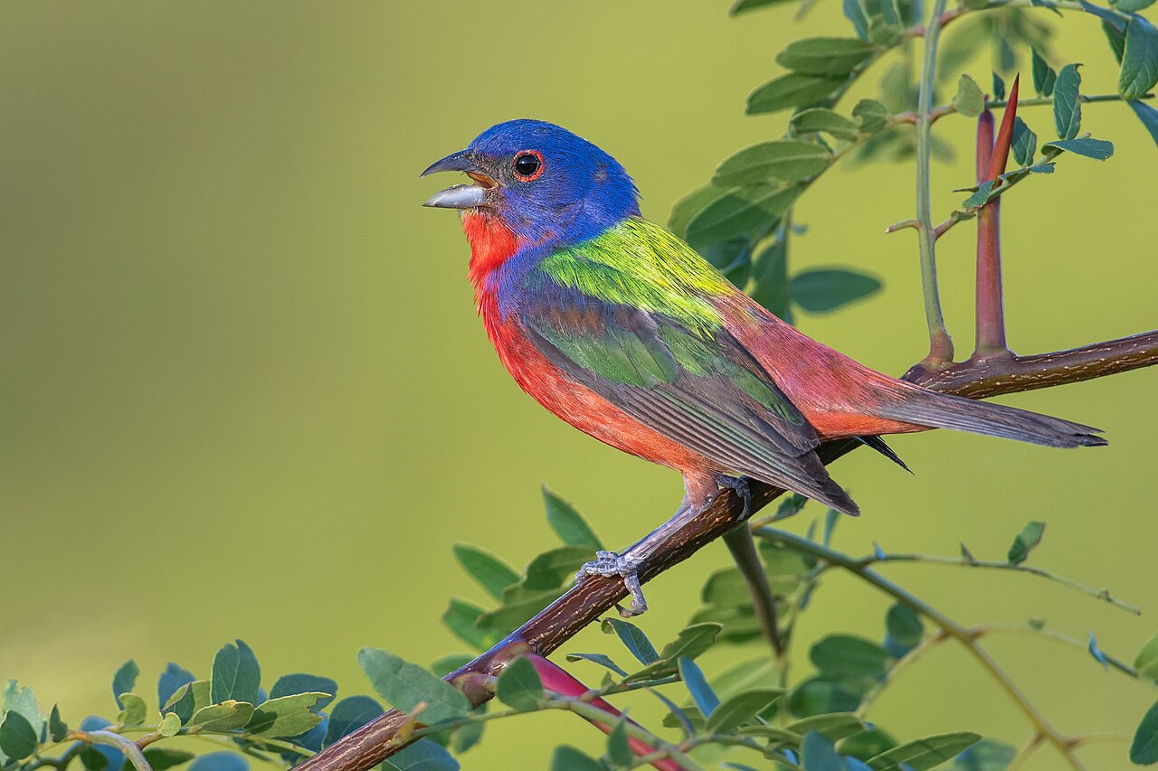Male Painted Bunting Singing on a Branch