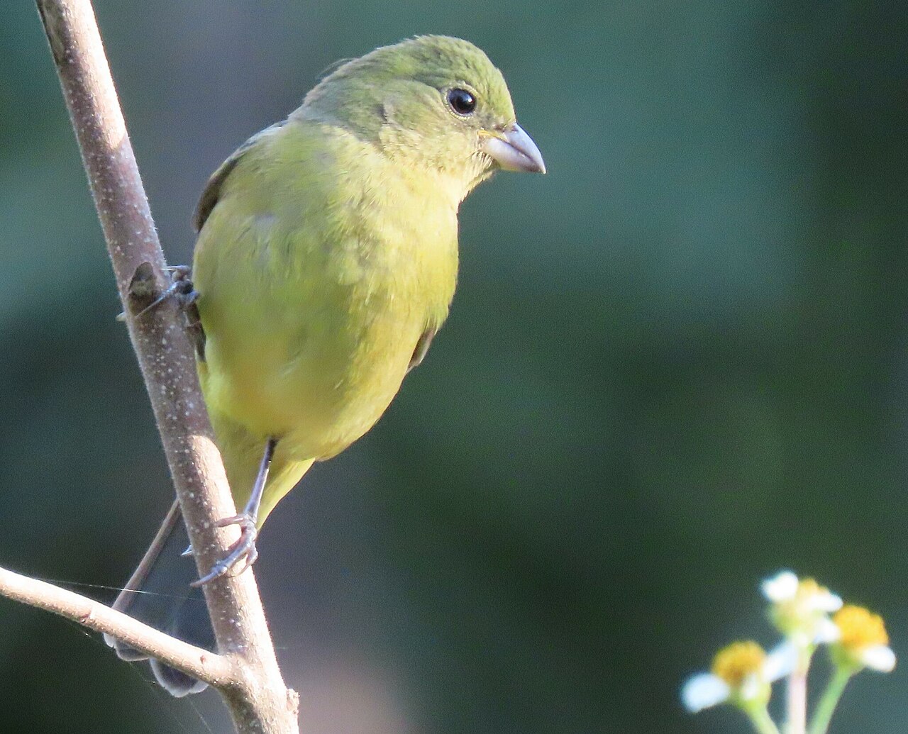 Painted Bunting ( Passerina ciris )
