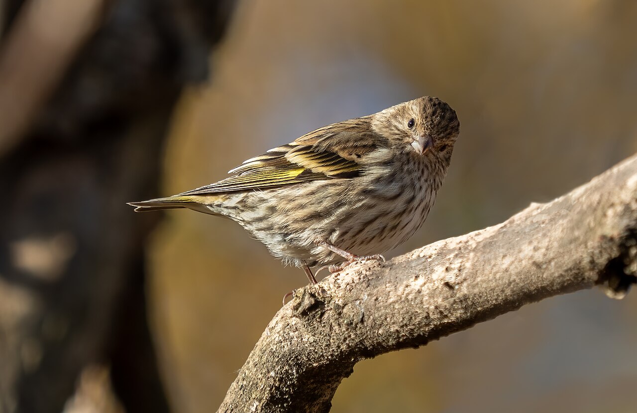 Pine siskin in Green-Wood Cemetery