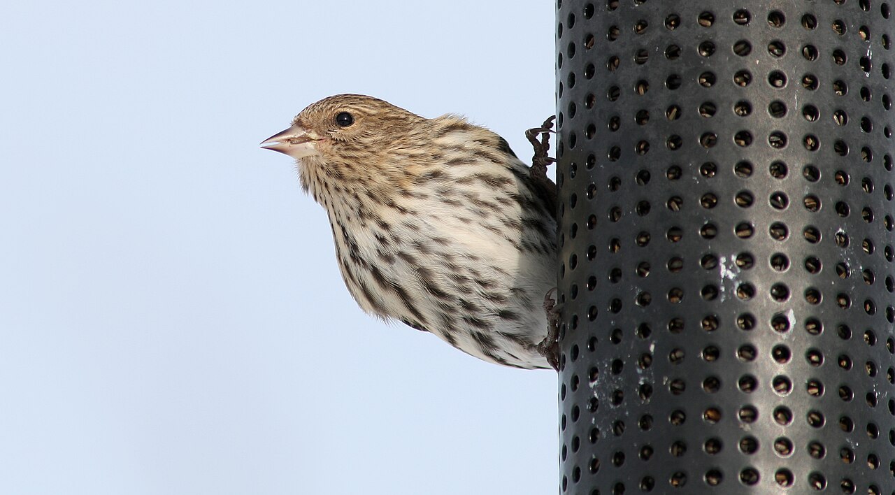 Pine Siskin female on a bird feeder, Ontario, Canada.