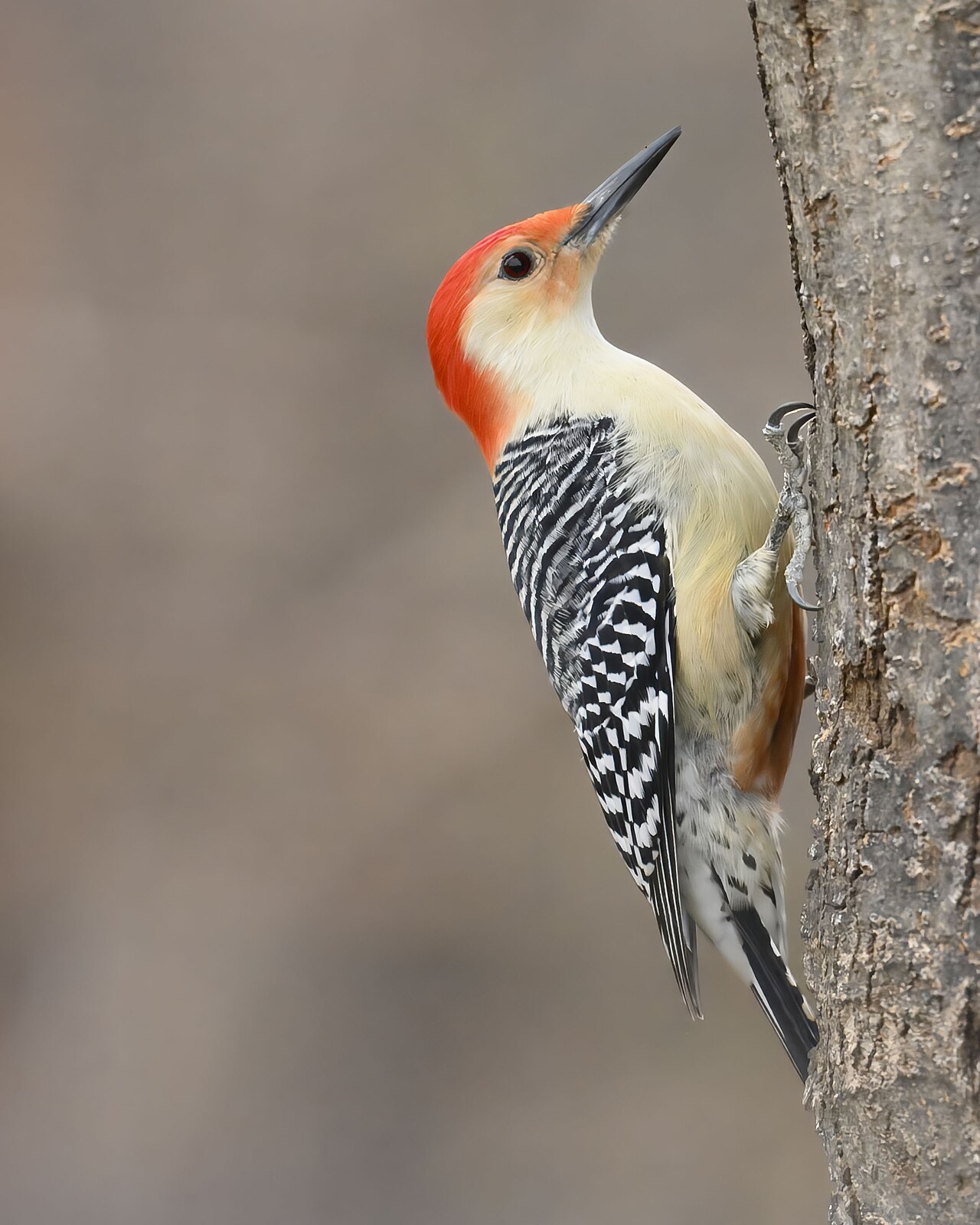 Melanerpes carolinus