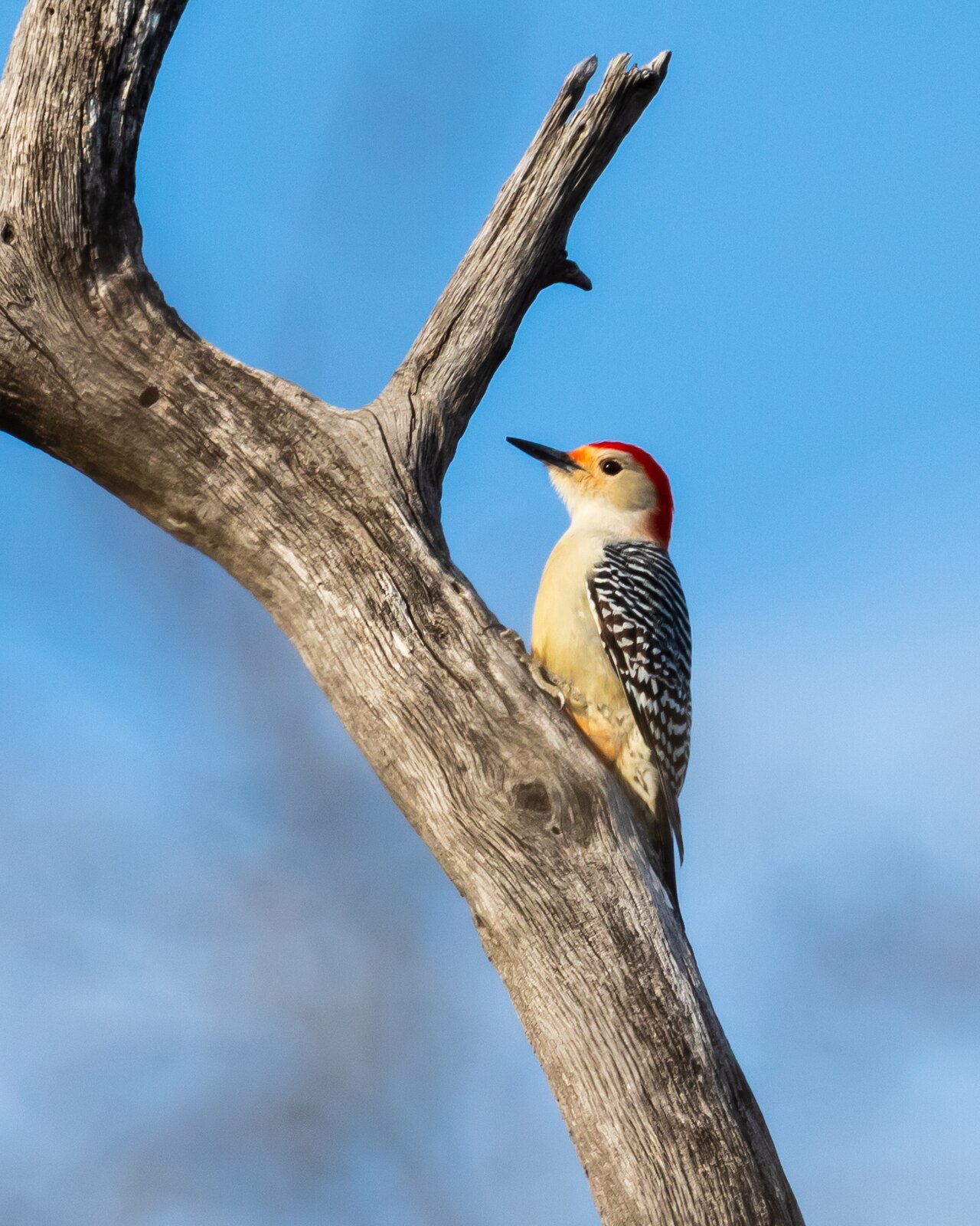 Red-bellied Woodpecker ( Melanerpes carolinus )