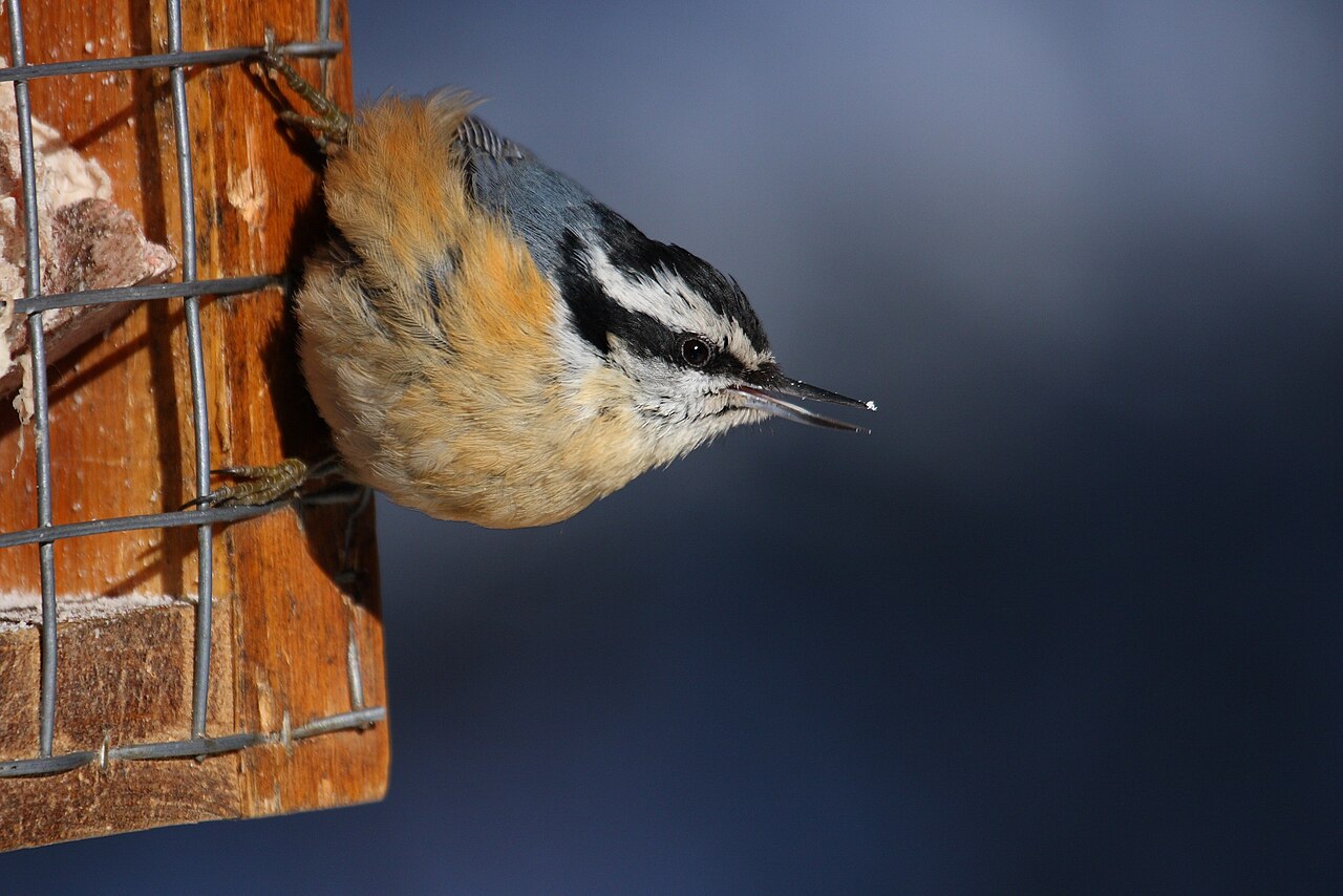 Red-breasted Nuthatch ( Sitta canadensis ), male feeding on suet , Cap Tourmente National Wildlife Area , Quebec, Canada