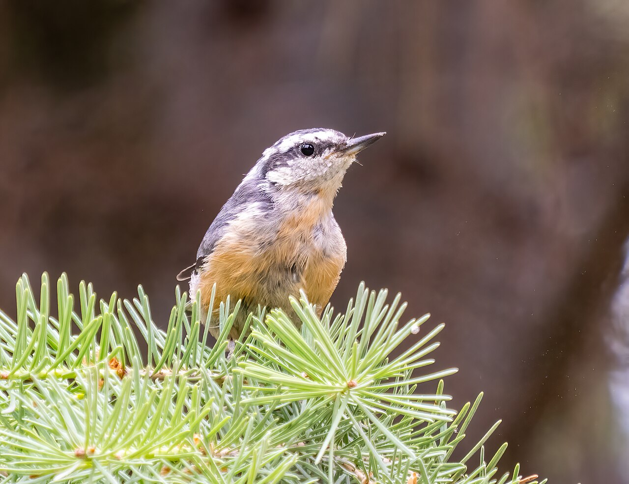 Red-breasted nuthatch in Missoula County, Montana