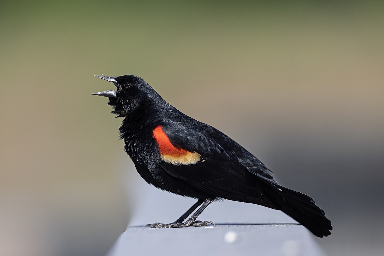 A Red-Winged Blackbird calling from the boardwalk at John Heinz NWR.