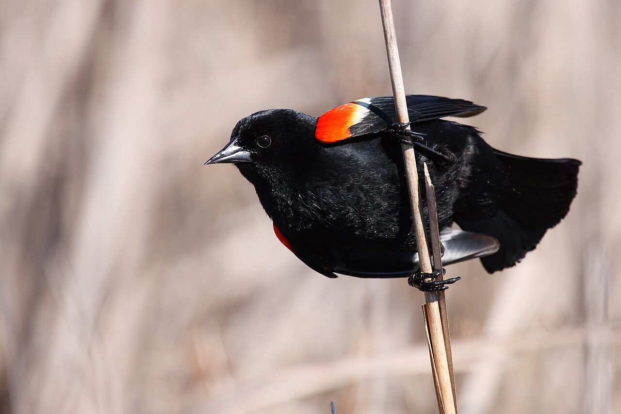Red-winged Blackbird , Point Pelee National Park , Ontario, Canada