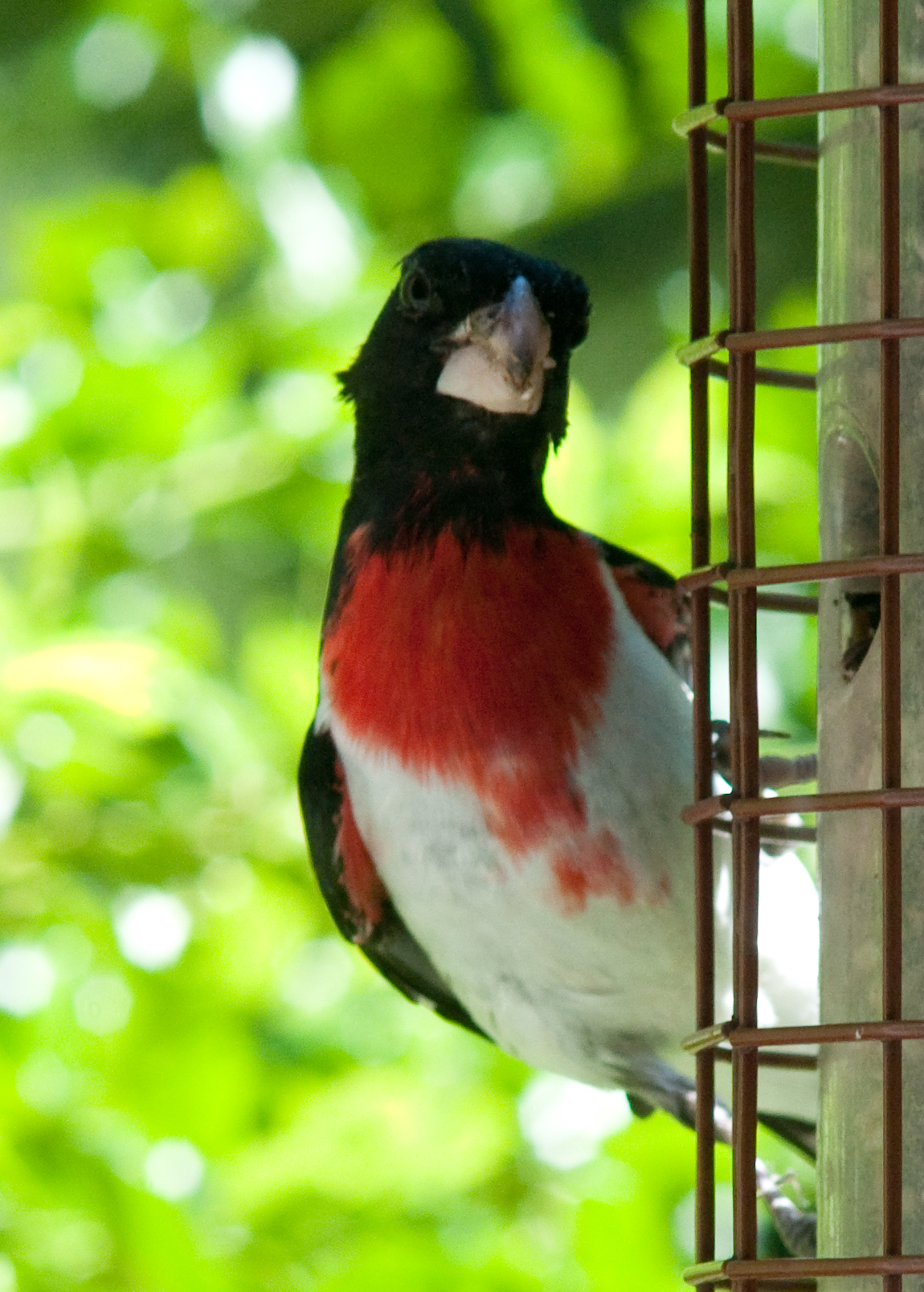 Rose-breasted Grosbeak . May 2010, Pennington, New Jersey, USA.