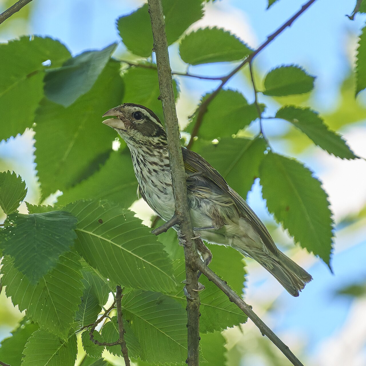 Rose-breasted Grosbeak, South Meadows Trail, East Hartford, CT USA