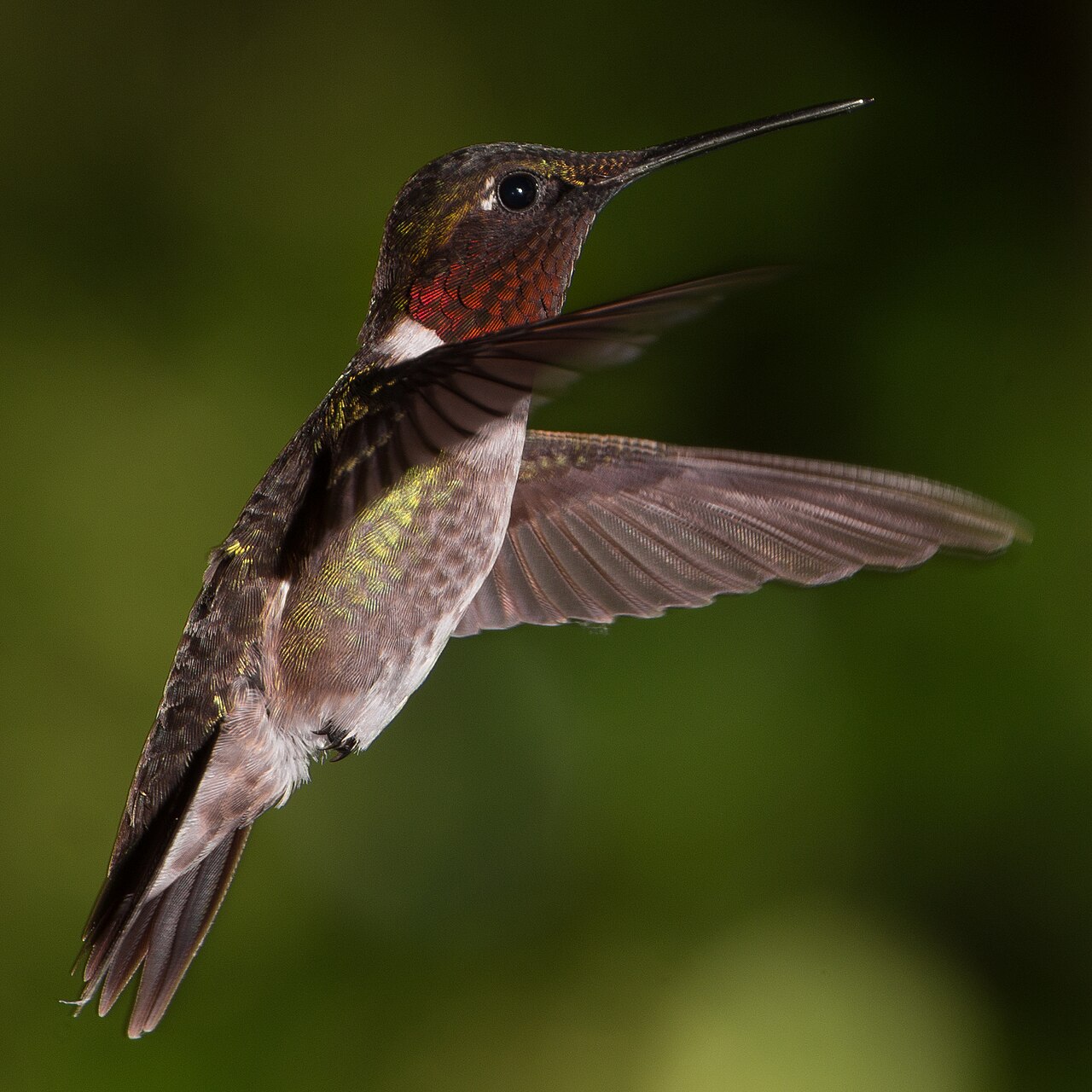 Male Ruby-throated Hummingbird (Archilochus colubris)