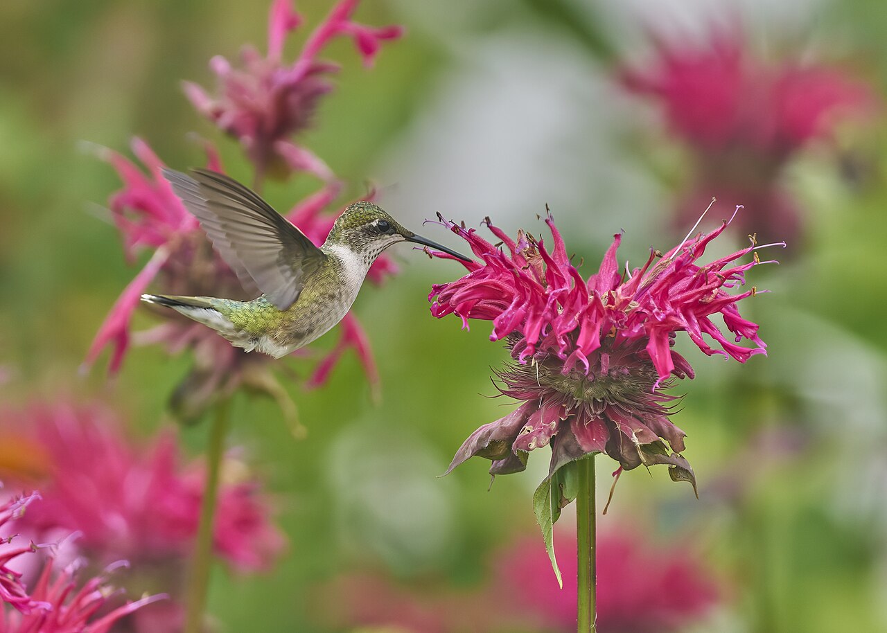 Ruby-throated hummingbird, Bafflin Audubon Sanctuary, Pomfret, CT USA