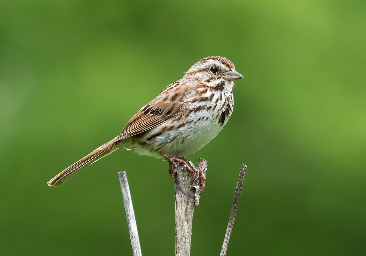 Male song sparrow ( Melospiza melodia ) in Prospect Park (Brooklyn, NY, USA)