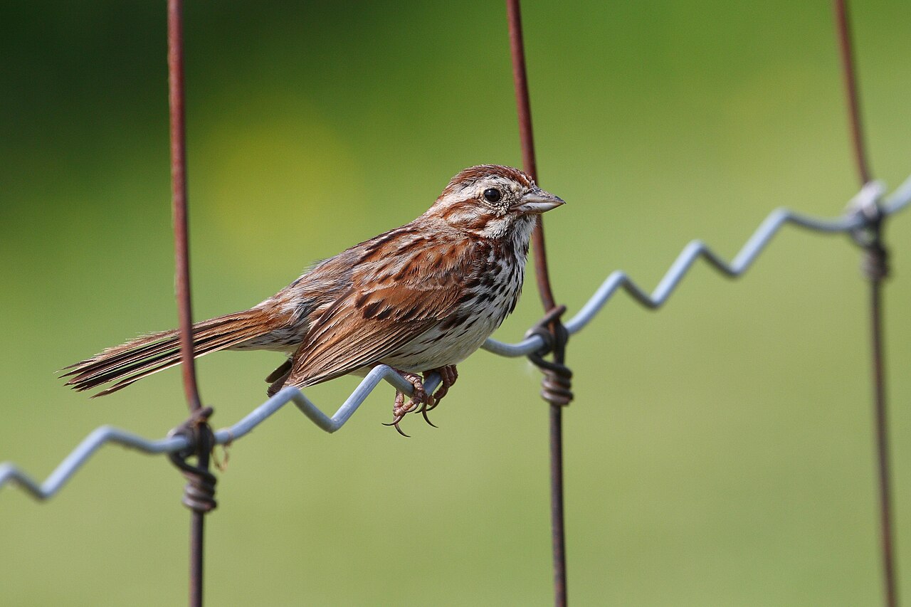 Song Sparrow , Refuge d'oiseaux de Nicolet , Quebec, Canada