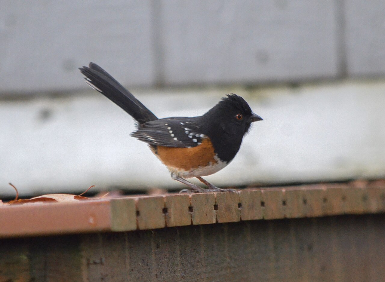 a spotted towhee in washington state