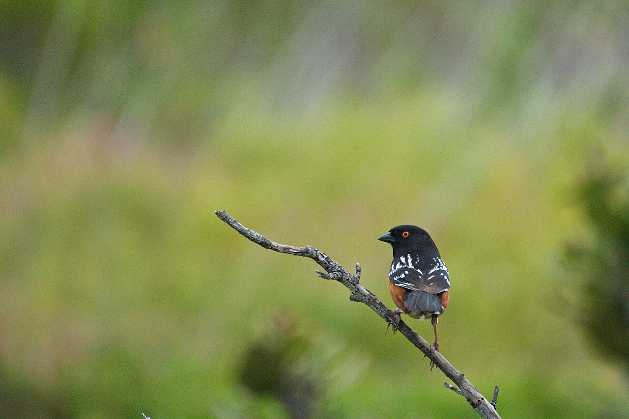 Spotted Towhee Closeup