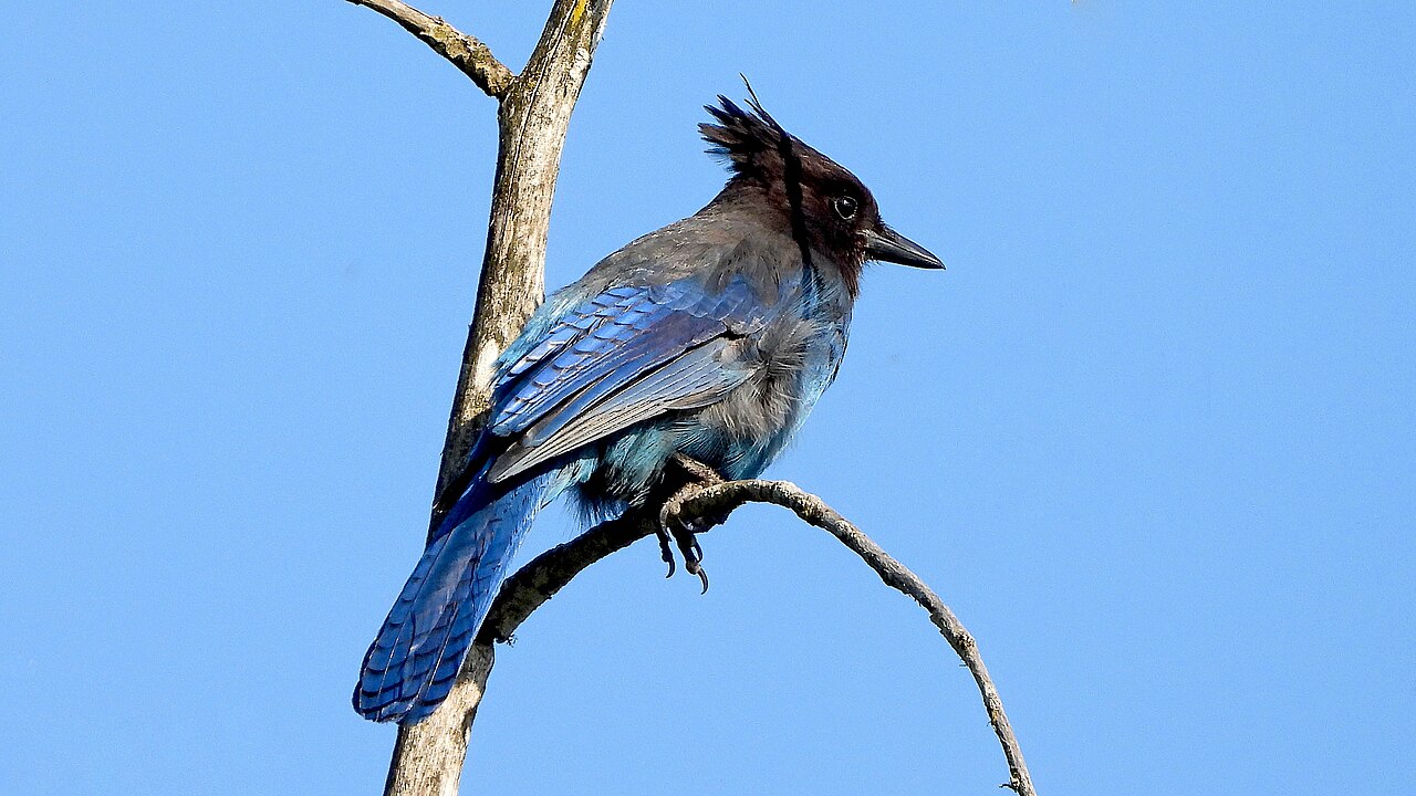 Portrait of a Steller's Jay, late spring, Cedar Mill Wetlands