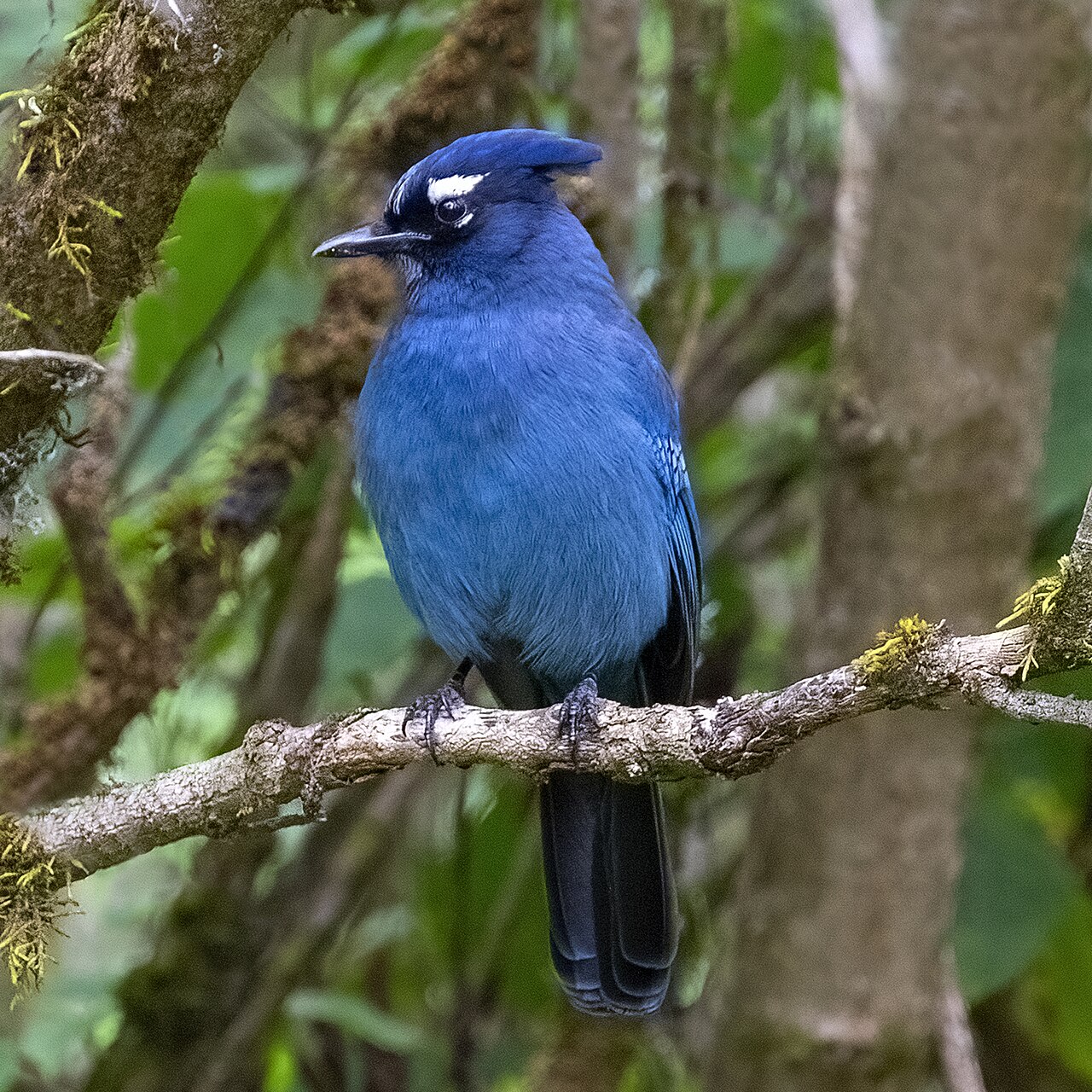 Steller's Jay ( Cyanocitta stelleri )