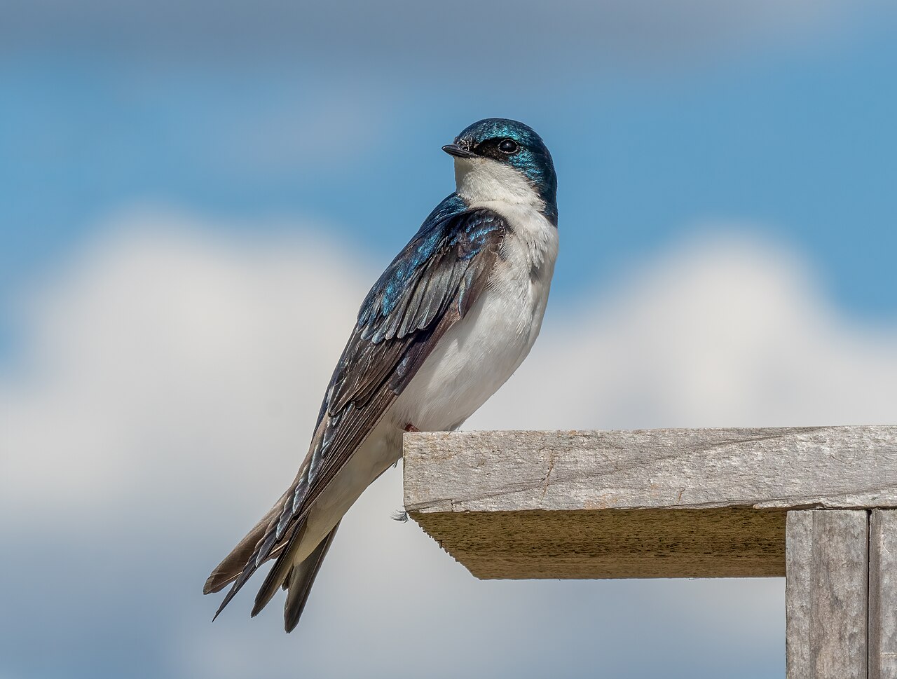 Tree swallow sitting on a nest box in Jamaica Bay Wildlife Refuge, Queens, New York.