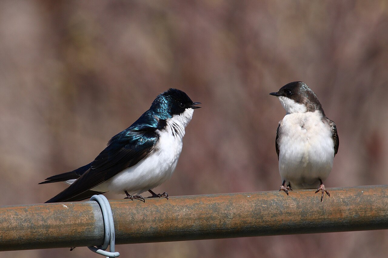 Tree Swallow ( Tachycineta bicolor ), mâle en left, female (first summer) on right, Cap Tourmente National Wildlife Area , Quebec, Canada