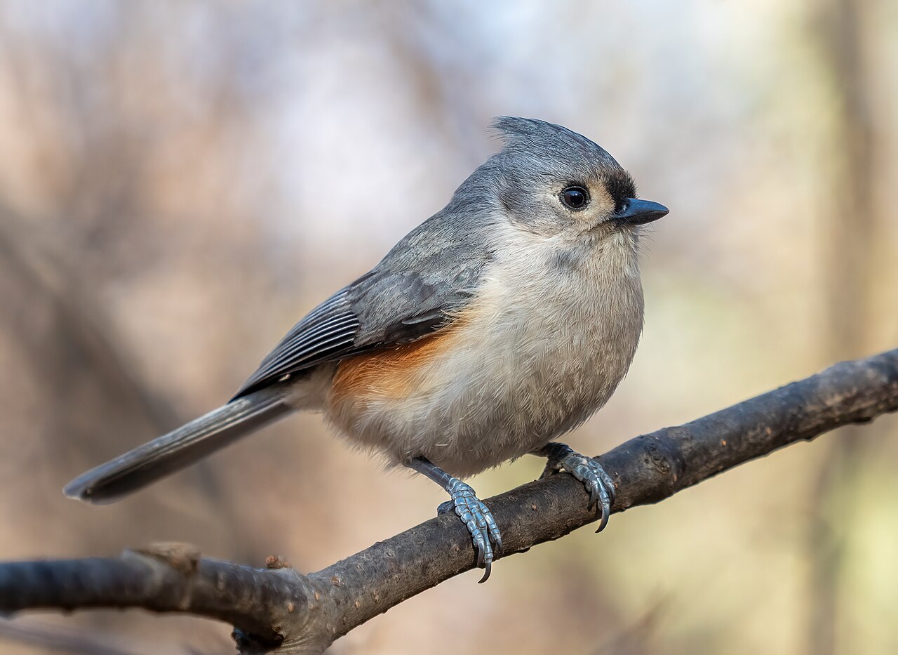 Tufted titmouse in Central Park