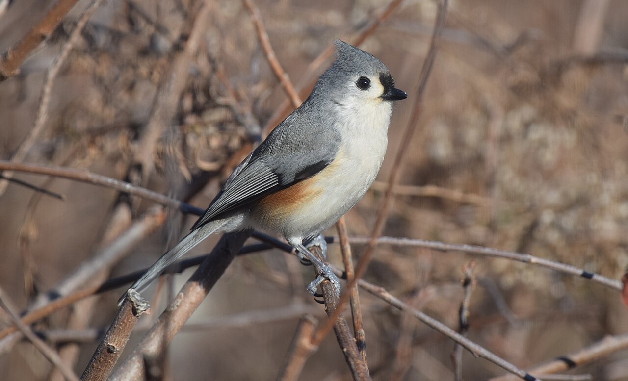 Tufted Titmouse, Columbia Bottom Conservation Area, St Louis, Missouri