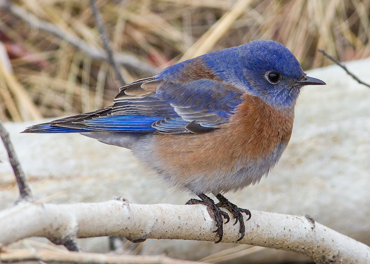 Male western bluebird in December on the UBC Okanagan campus.