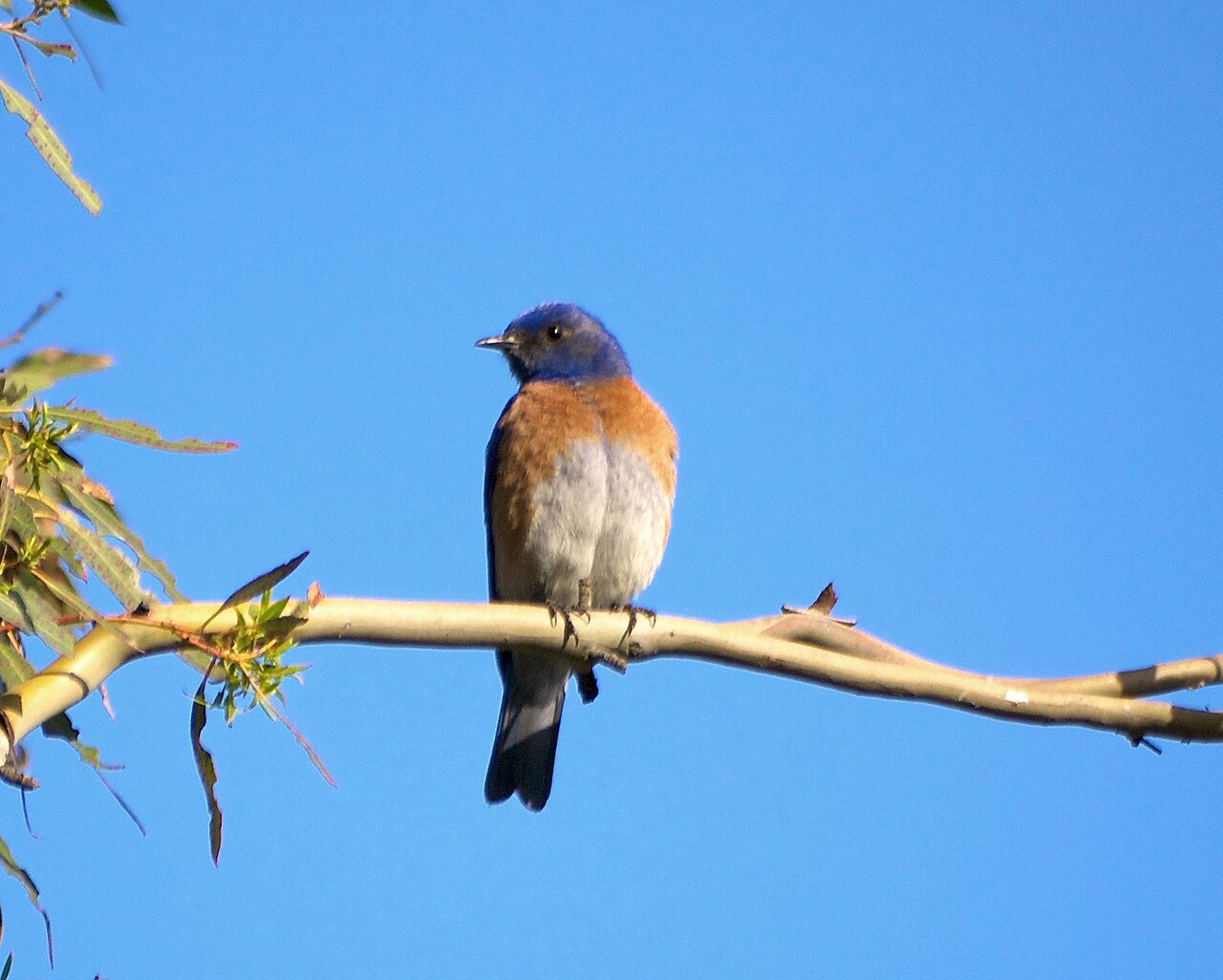 Western Bluebird in Santa Teresa County Park, San Jose, California.