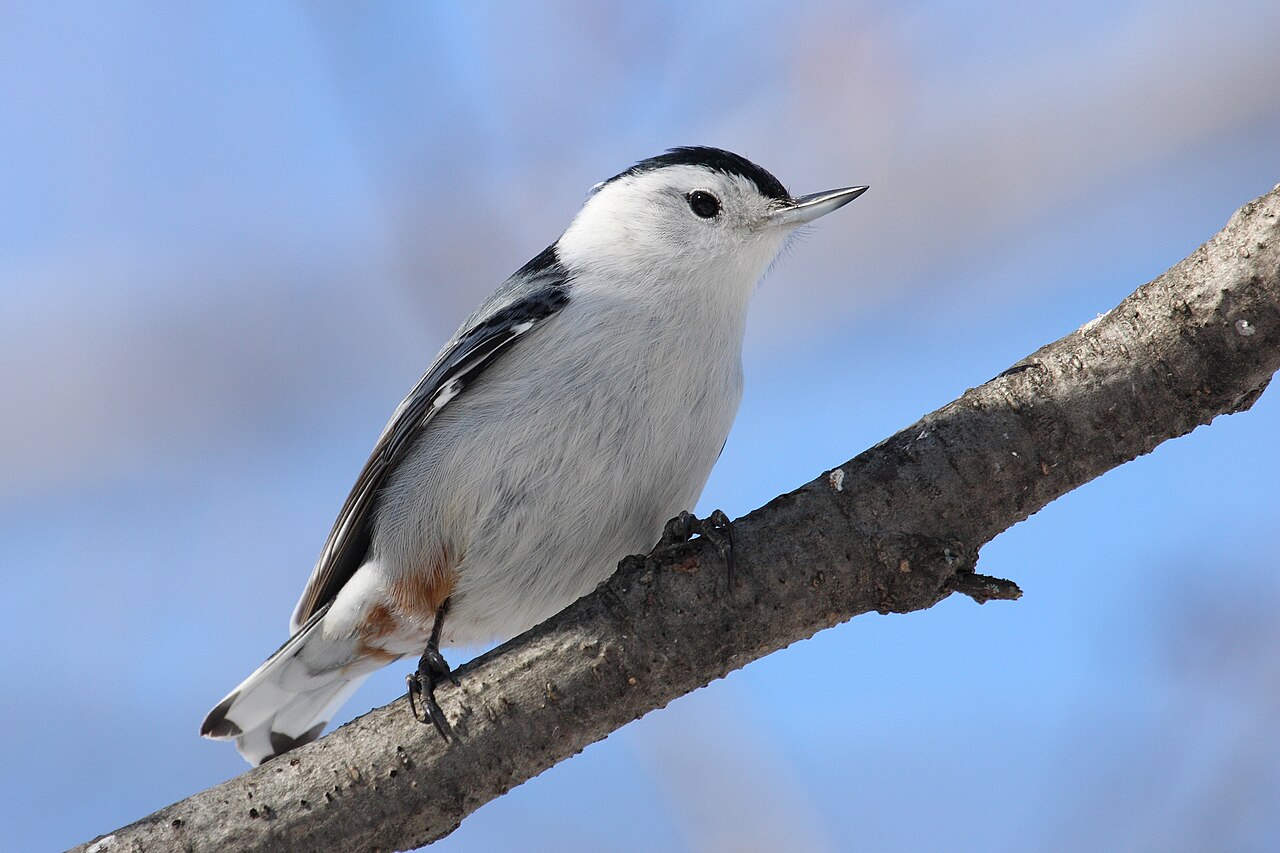 White-breasted Nuthatch ( Sitta carolinensis ), Cap Tourmente National Wildlife Area , Quebec, Canada.