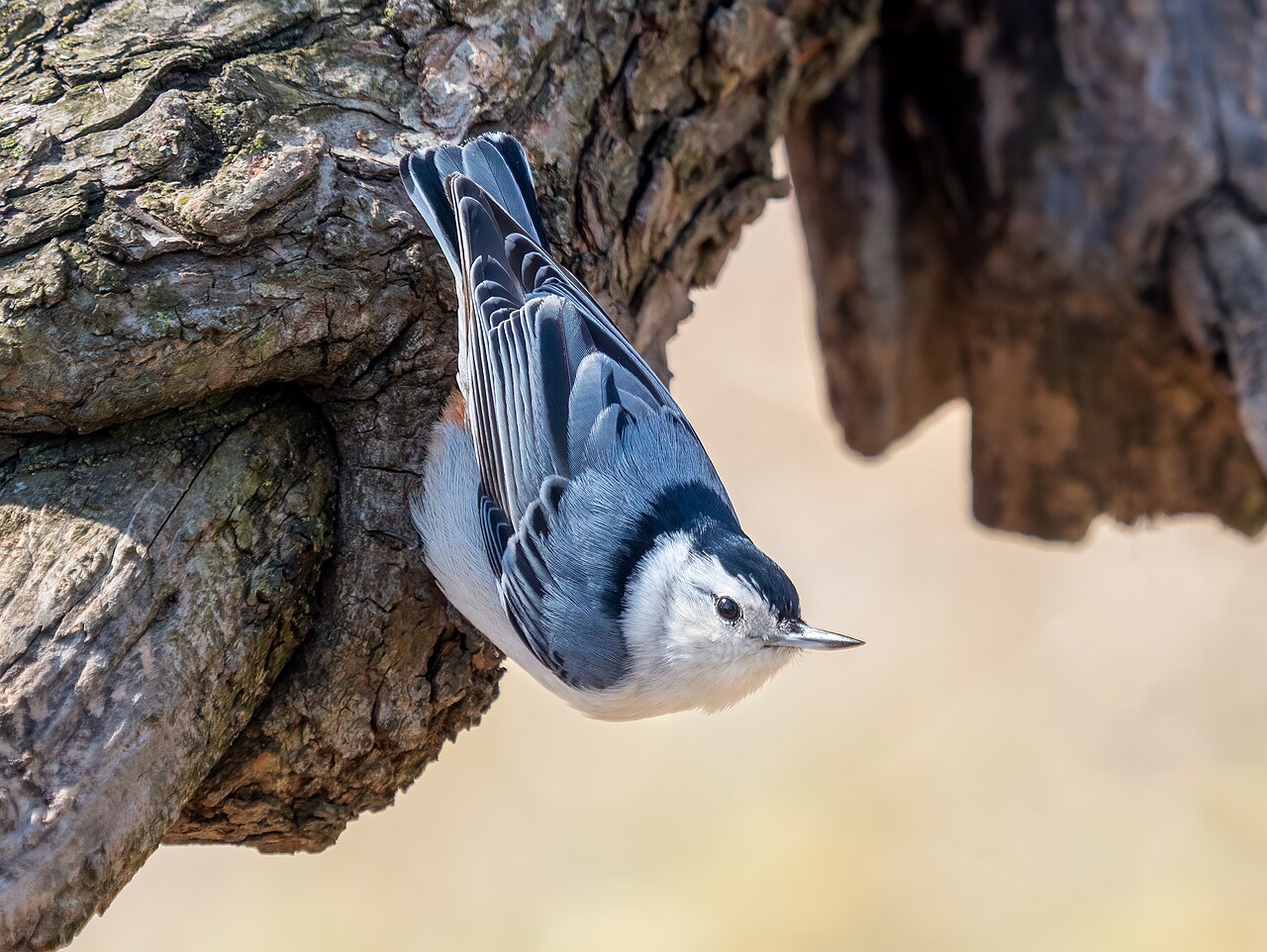 White-breasted nuthatch in Green-Wood Cemetery, Brooklyn