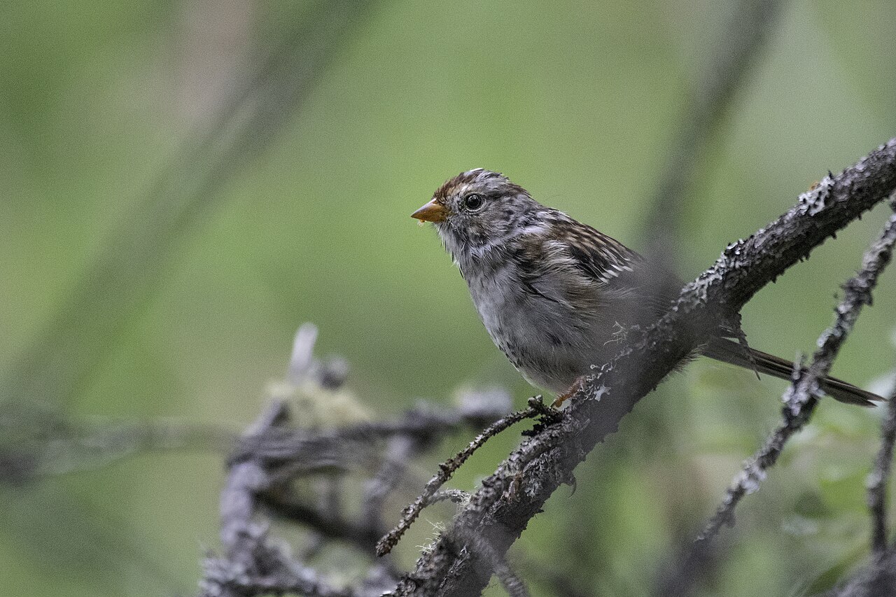Palmer, Alaska, USA. Molting female.