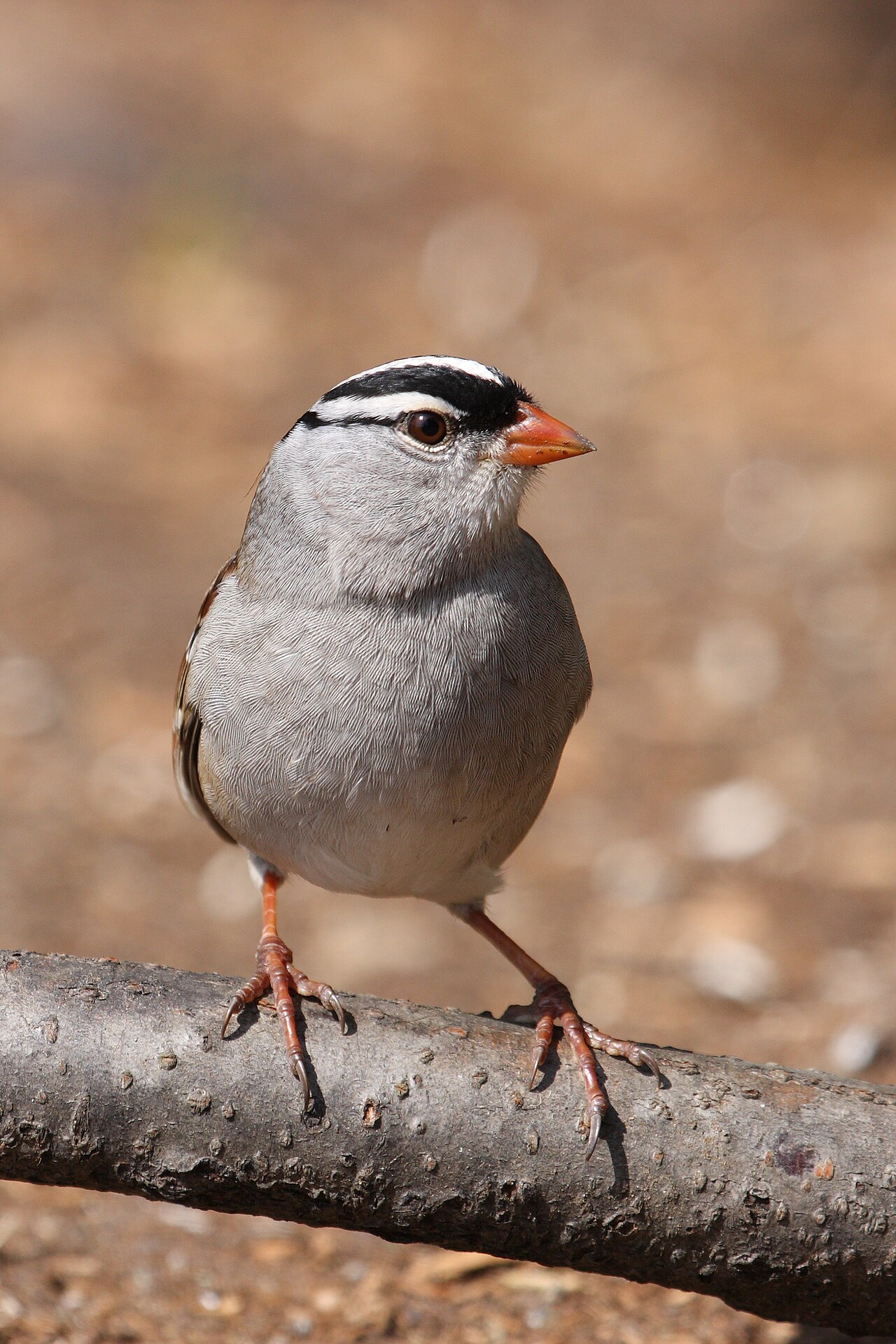 White-crowned Sparrow ( Zonotrichia leucophrys ), Cap Tourmente National Wildlife Area , Quebec, Canada