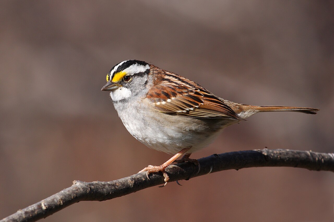 White-throated Sparrow ( Zonotrichia albicollis ), Cap Tourmente National Wildlife Area , Quebec, Canada.