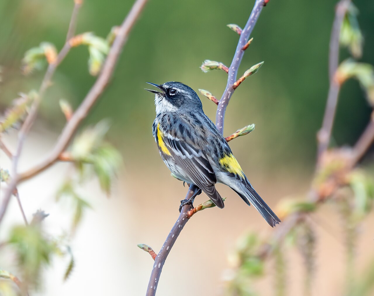 Yellow-rumped warbler male singing