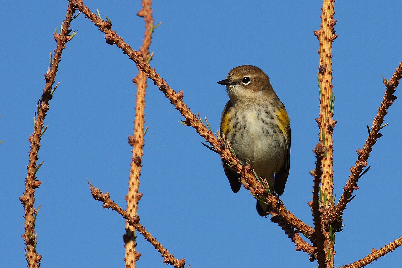 Myrtle Warbler ( Dendroica coronata coronata ), fall plumage, Jacques-Cartier National Park , Quebec, Canada
